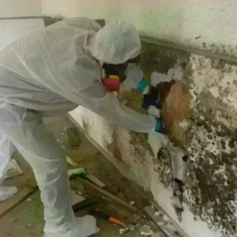 Mold Remediation and Removal in Mona, UT